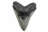 Serrated, Fossil Megalodon Tooth - North Carolina #378048-1